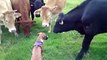 Un chiot rencontre des vaches