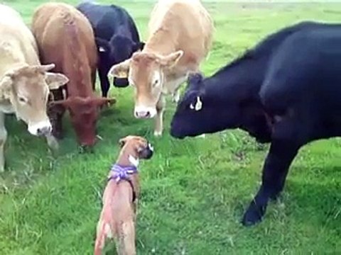 Un chiot rencontre des vaches