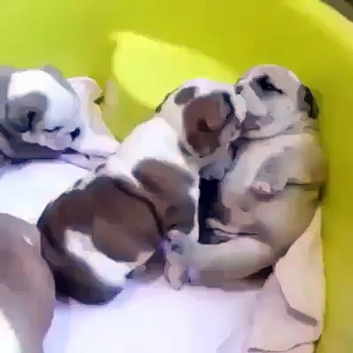 Funny dogs - The dogs kiss so cute