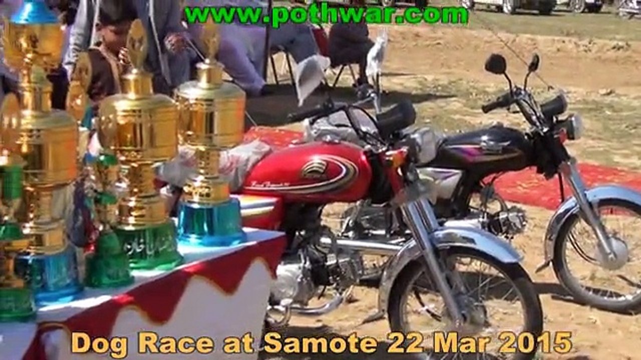 smot greyhound races