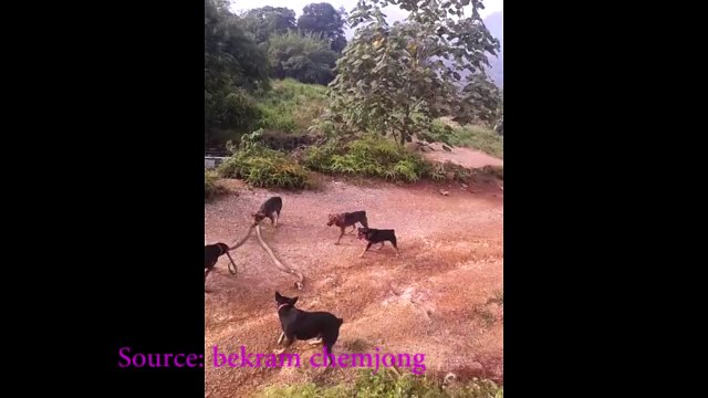 Dogs versus King cobra pulse tv uncut