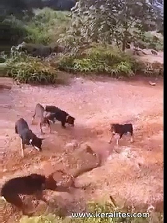 Dogs vs King Cobra