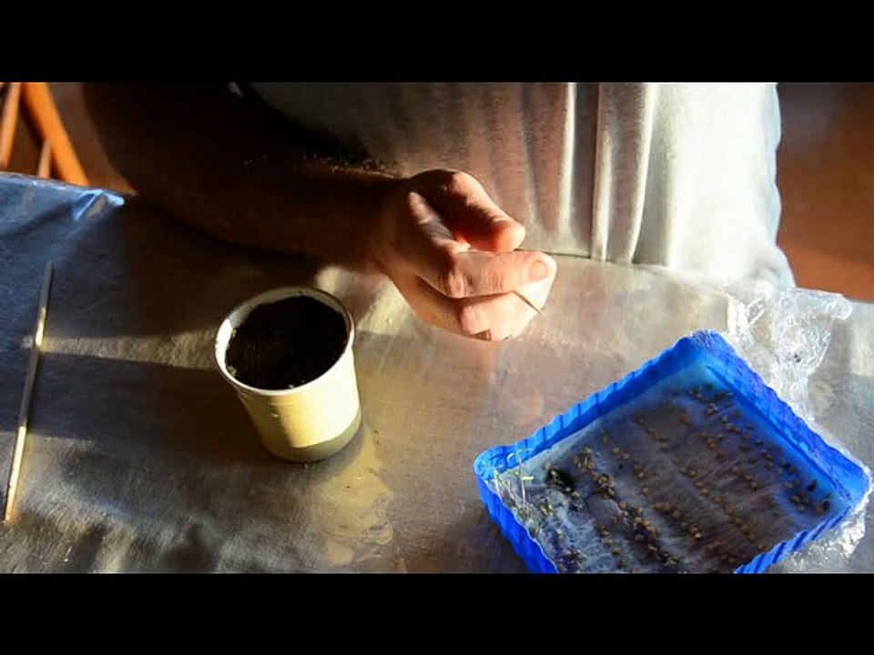 repiquer des germes de piments, poivrons et aubergines après germination sur papier torchon