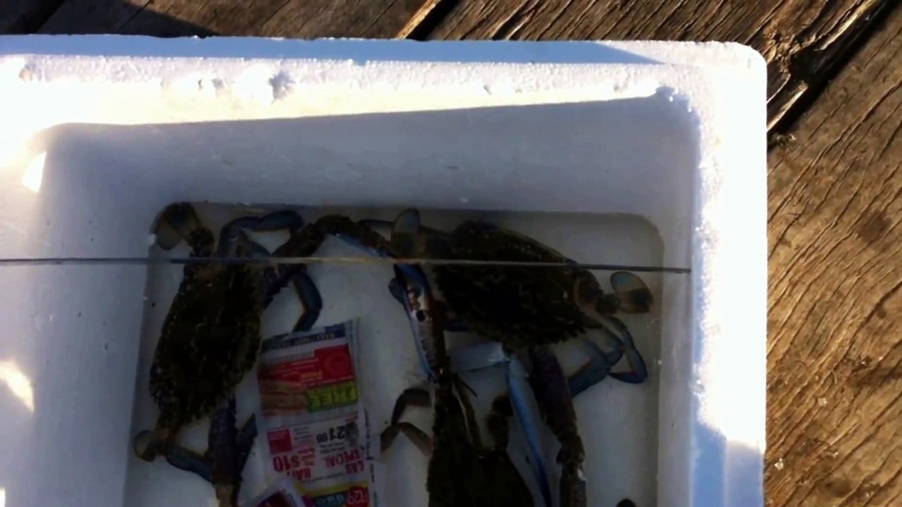 Big Crabs From Jetty