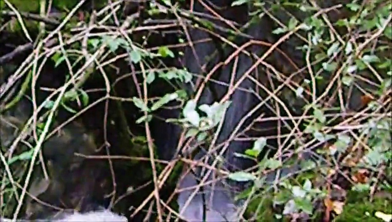 vidéo source
