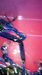 Biggest Blue Swimmer Crabs Ever