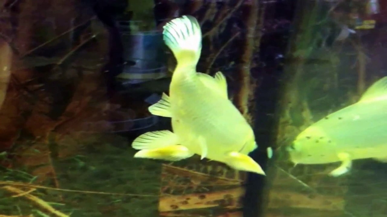 Carp Close Up