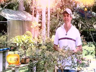 Descubra el mágico mundo de los Bonsai en un pequeño bosque