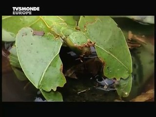 Daha Önce Hiç Görmediniz!!! Dünyanın En İlginç Hayvanı!