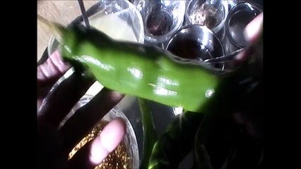 Green chilli pickle By Pratibha Jani