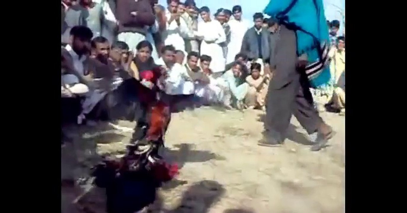 aseel best fight bhalwal sargodha malik ijaz villagas sultan pur noon part 1 _ 4-500 rupas