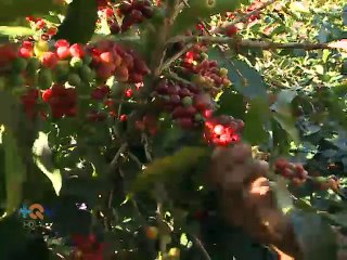 Viva un día en el cafetal con una familia de indígenas panameños