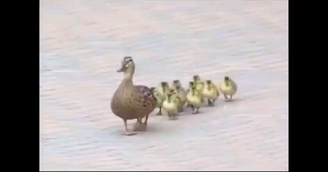 Ducks blown off their feet by the wind