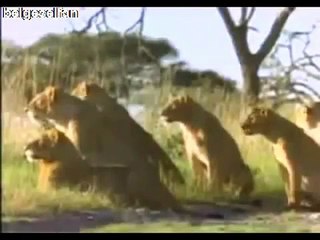 Afrika'nın Ölüm Makineleri