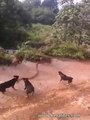 Dogs vs King Cobra: Huge King Cobra Attacked By a Pack Of Dogs In Nepal