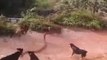 Dogs vs King Cobra: Huge King Cobra Attacked By a Pack Of Dogs In Nepal