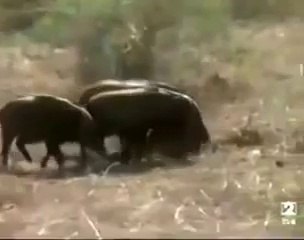 Maymun İle Domuz Avının böylesi