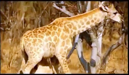 Aslan Zürafayı Canlı Canlı Yiyor