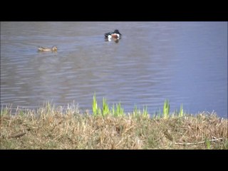 Parade nuptiale canards souchets