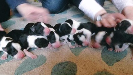 Farmer Live-Tweets The Birth of Ten Adorable Sheepdog Puppies