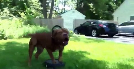 special Elite force's attack dog training-VERY RARE