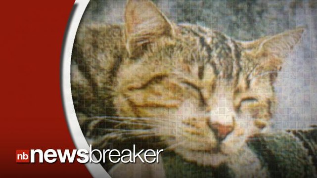 Study Shows A Power Nap Enhances Memory by Up to Five Times