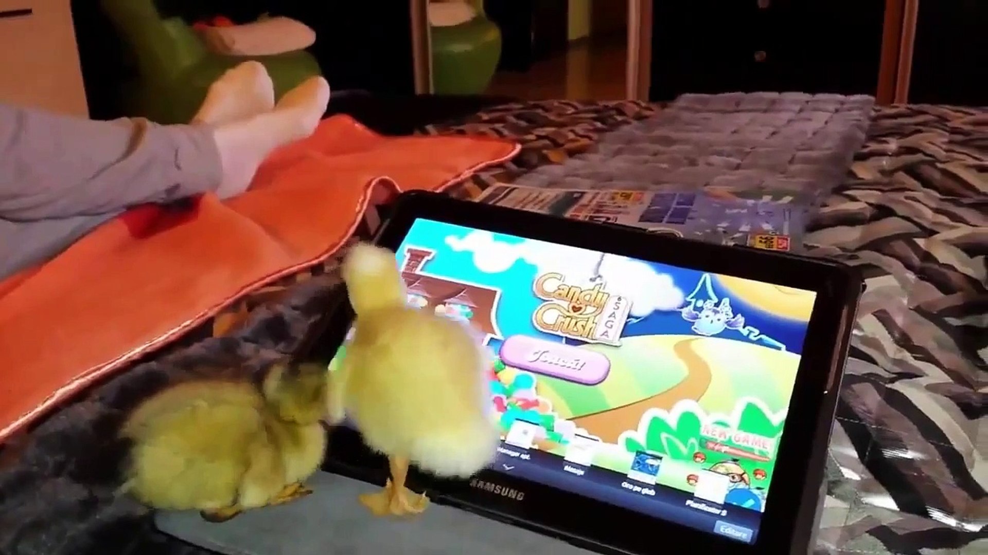 ⁣Funny animals compilation 2015 - Funny pets