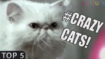 Top 5: Crazy CATS commercials!
