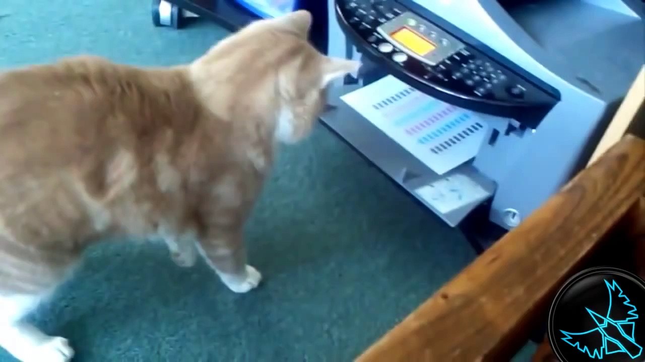 Hayvanlar vs İnsan Teknolojisi - Komik Video Derlemesi