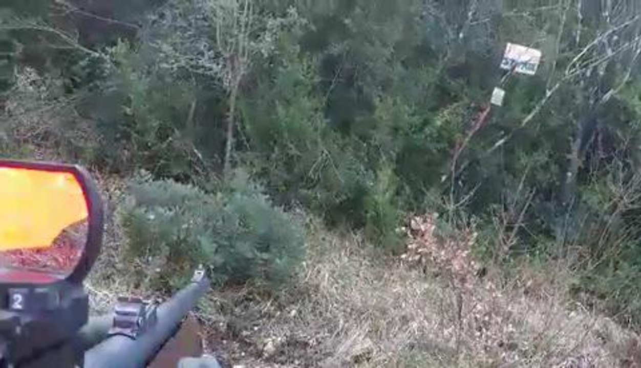 Joli tir de sanglier