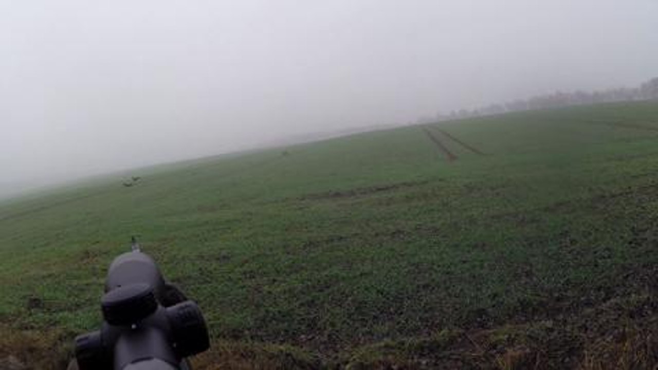 doublé de chevrillards en Pologne