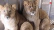 Le mystère des lionceaux abandonnés au parc de Nesles