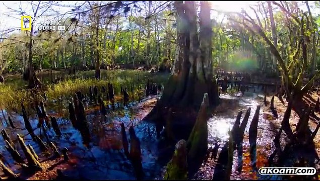 السلسلة الوثائقية فلوريدا البرية Wild Florida مدبلج للعربية - الحلقة الأولى قاطعة القواطير