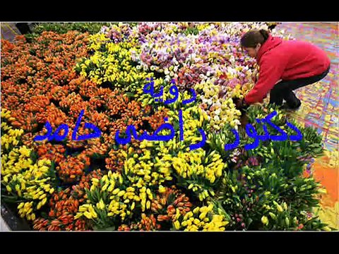 يا ورد مين يشتريك - مها البدرى