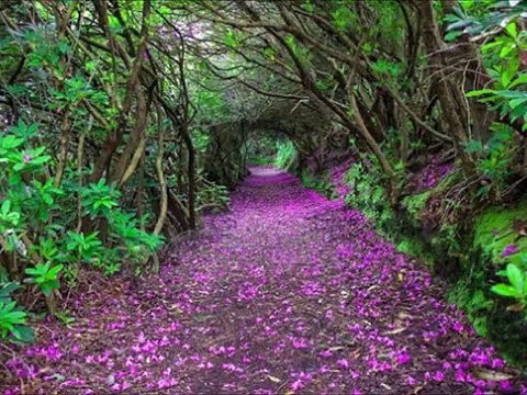 ÖZLEM ÖZDİL- YOLLARINA KARMI YAĞDI