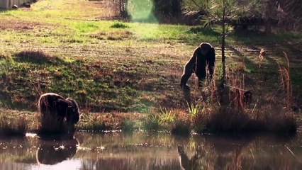 Chimps  A New Life, Retirement