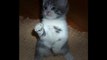 Karate Cats! @ Funny Animal Videos - Funny Pet Videos, Funny Cat Videos, Cute Pets