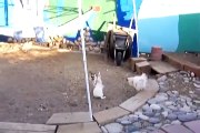 Two Roosters Break Up A Rabbit Fight