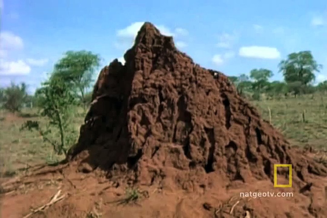 Contact to Affordable Termite and Pest Inspections and Control Service