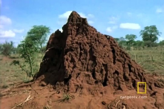 Contact to Affordable Termite and Pest Inspections and Control Service