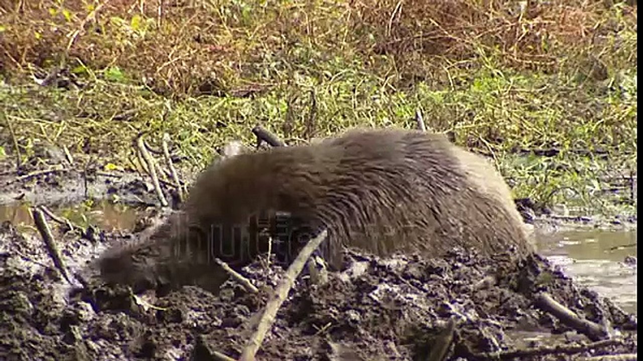 Schwein im Schlamm.1