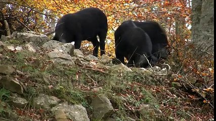 Schwein im Schlamm.2