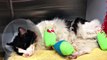 Outpouring Of Support For Cat Found With Electrical Tape Tied To Legs