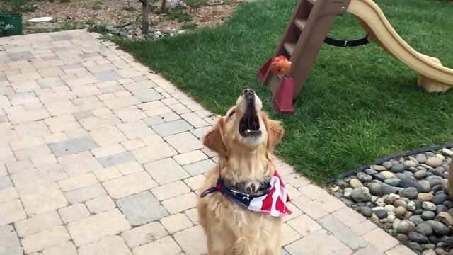 Ce Golden Retriever est vraiment mauvais pour attraper les croquettes!