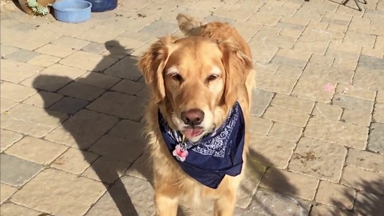 Cute golden retriever dog is so bad at catching food