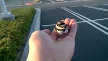 Kind Passerby Rescues Lost Baby Bird And Reunites The Bird Family