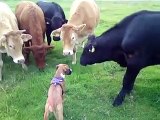 Un chien rencontre un troupeau de vaches
