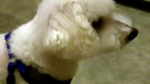 Frosty, a  Bichon Frise,who is male, is begging for turkey by sneezing.  A very cute little dog.