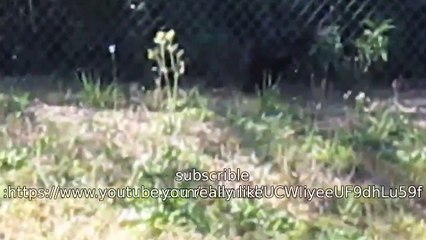 Florida Duck Hunting | Ep.2 | Sun Kissed