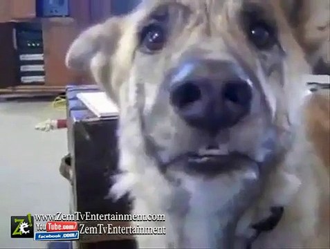 Funniest Talking Dog Ever ... He Loves Food ! - V